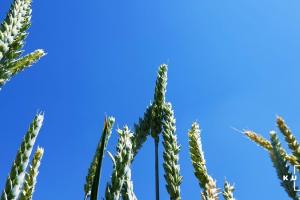 Вітчизняні аграрії експортували на зовнішні ринки понад 1,4 млн тонн пшениці 