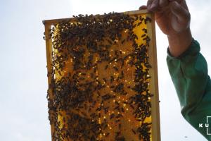 В Україні вартість меду зросла на 50-100 грн/кг і знижуватись не буде