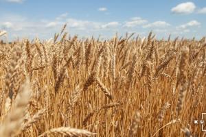 Аграрії США пришвидшили збір ярої пшениці 