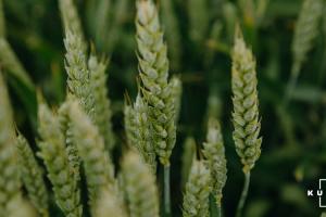  На Житомирщині середня врожайність зернових більша торішньої