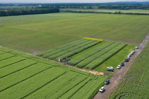 Українським аграріям презентували лінійку гібридів озимої пшениці та ріпаку селекції DSV