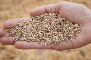 Україна експортувала понад 4 мільйони тонн зернових