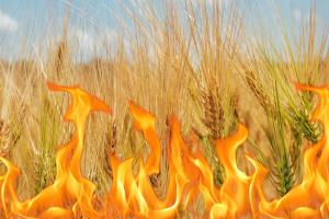 У Європі пожежі та підтоплення знищують посіви зернових культур