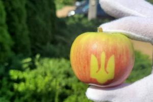 На Вінниччині виростили яблука з зображенням тризуба