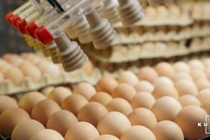 Названо ТОП-3 країни-експортери вітчизняних яєць