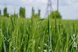 Через погодні умови аграрії Сумщини втратили до 30% майбутнього врожаю зернових