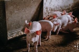 Виробництво свинини в Україні збільшилось на понад 16% — Держстат