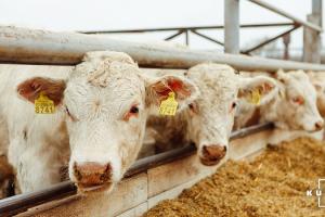 Ферма на Хмельниччині отримує 98% молока екстракласу