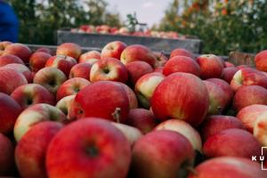В Польщі очікують збільшення врожаю яблук втричі