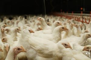 В Україні вартість курятини зросла на понад 20%