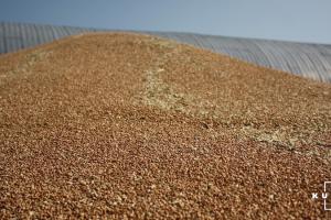 Україна може збільшити обсяги експорту зерна до Алжиру — УЗА