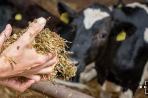 Уряд спростив механізм реєстрації тваринних кормів 