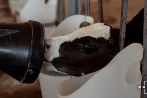 Здорожчання кормів знижує рентабельність тваринництва