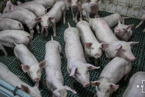 Озвучено ціни на свиней живою вагою наступного тижня