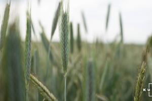 В Україні врожайність зернових зросла на 18%