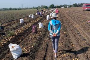 На Миколаївщині фермер залучив до збирання картоплі 15 неоформлених працівників