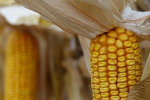 За рік експорт кукурудзи зріс майже у 2 рази