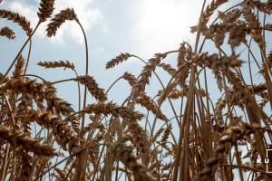 Експерти не виключають зниження цін на ринку продовольчої пшениці
