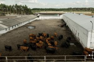 Катар інвестує в побудову молочної ферми в Україні 