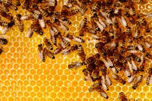 Цьогоріч пасічники зібрали найбільше соняшникового меду