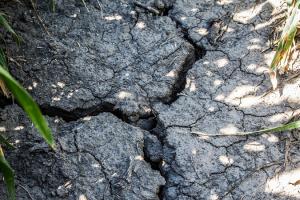 Незначні опади і високі температури призвели до сильної засухи в Україні