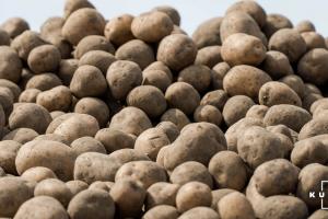 Погодні умови вплинуть на втрати валового збору пізньої картоплі 