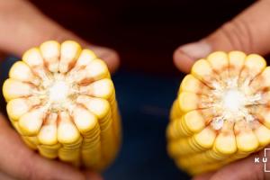Аналітики розповіли, чи чекати змін на ринку фуражної кукурудзи