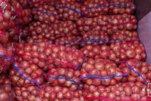 На Вінниччині овочівники очікують хороший врожай картоплі на відміну від цибулі