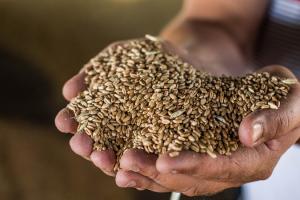 В Україні зросте ціна продовольчої пшениці