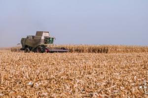 Російські аграрії розпочали збір кукурудзи