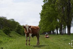 Дрібні породи корів набирають популярності серед невеликих ферм
