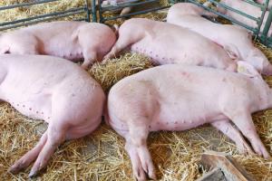 Ціни на живець свиней — прогноз на 13-19 вересня