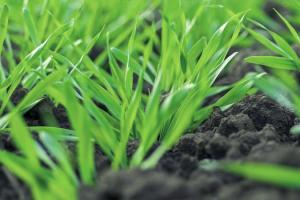 Фахівці UKRAVIT порадили універсальне рішення для первинного захисту озимих зернових
