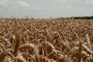 На Черкащині зросла середня врожайність зернових культур