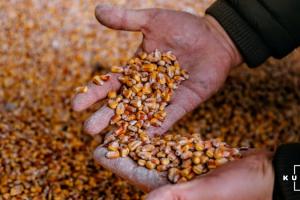 Показники якості кукурудзи нового врожаю знизились — G.R. Agro