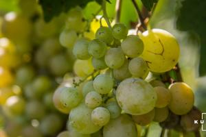 Садівники очікують зібрати  в 6 разів менший врожай винограду 