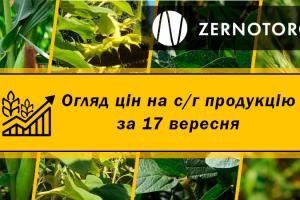 В Україні подорожчав соняшник — огляд за 17 вересня від Zernotorg.ua