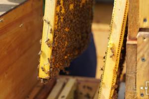 Закарпатські бджолярі реалізували майже 15 тисяч бджолопакетів у 2021 році