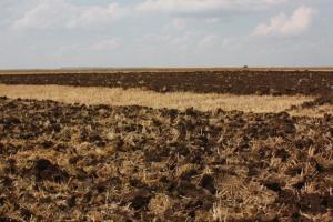 На Одещині розорюваність земель становить понад 80%