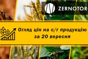 В Україні подорожчала кукурудза — огляд за 20 вересня від Zernotorg.ua
