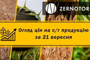 В Україні дорожчають зернові — огляд за 21 вересня від Zernotorg.ua