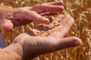 Цього року аграрії зібрали на 26% більше пшениці, ніж торік