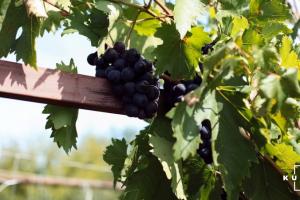 У Франції заявили про найбільшу агрономічну кризу століття через неврожай винограду