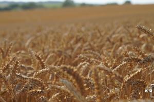 Пшениця, зернові