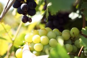 Садівники продають виноград за безцінь