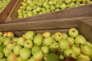 Фермери Волині розпочали збір яблук