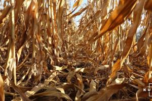 В США обмолочено третину врожаю кукурудзи