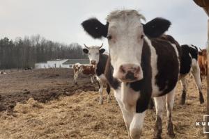 Фермери зможуть отримати дотації за приріст поголів'я корів власного відтворення