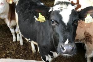 Перші сімейні молочні ферми з’являться на Дніпропетровщині та Харківщині