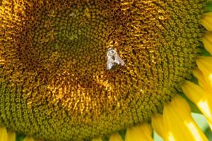 Через нестачу бджіл аграрії недоотримують 10% врожайності соняшника